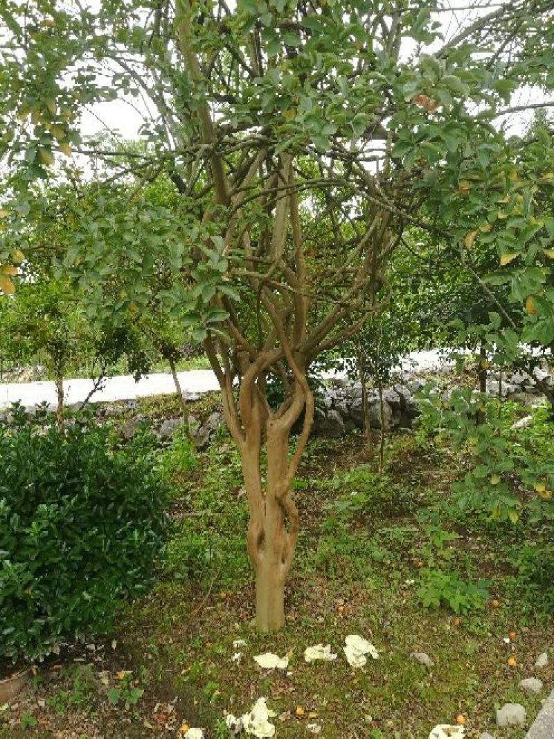 原生红花紫薇树