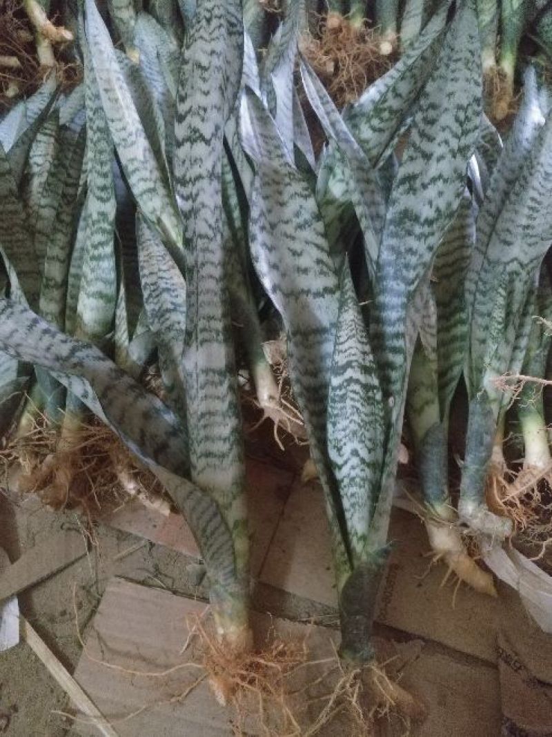 银脉虎皮兰，零售批发