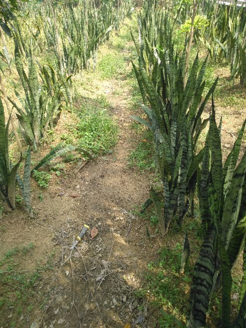 银脉虎皮兰，零售批发