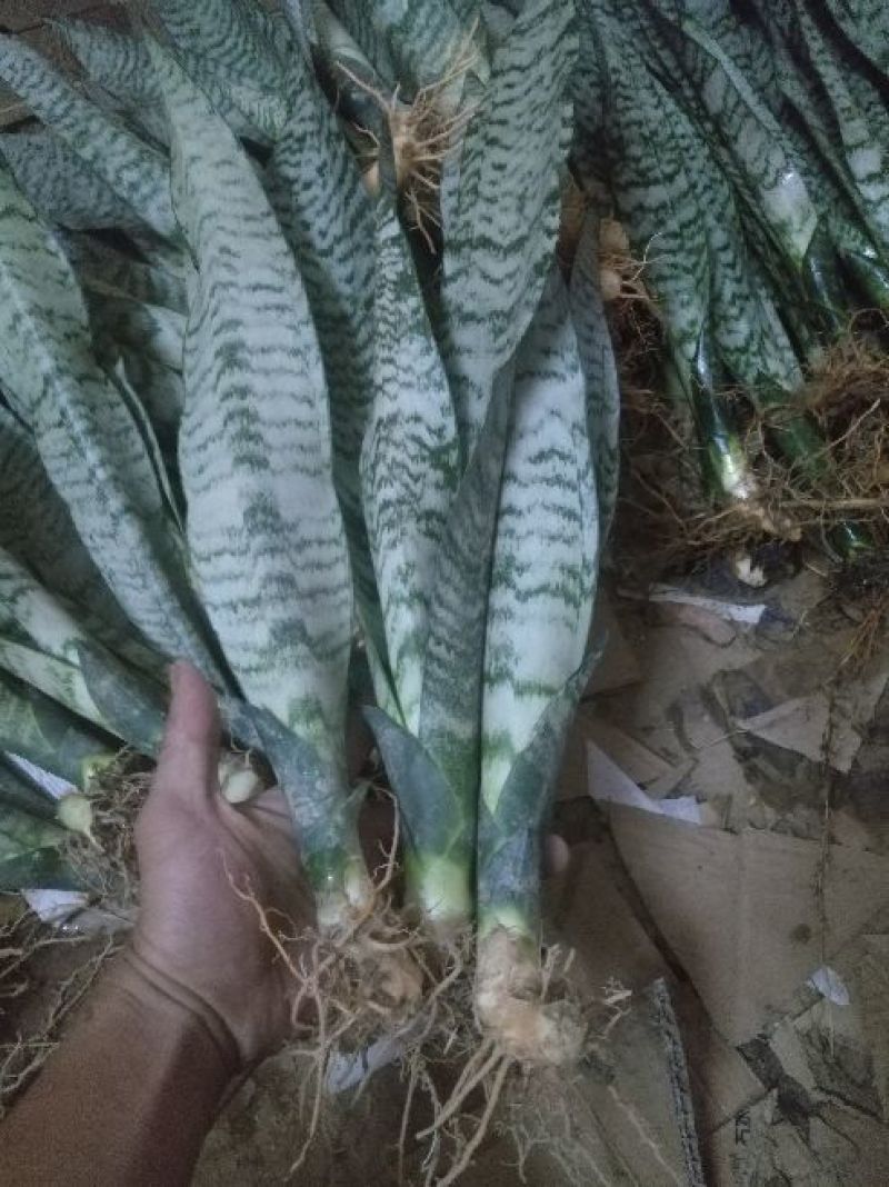 银脉虎皮兰，零售批发