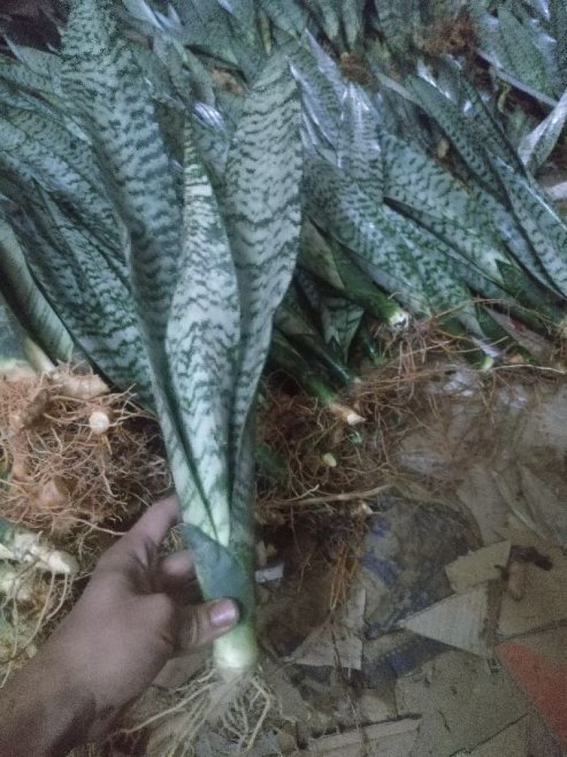 银脉虎皮兰，零售批发