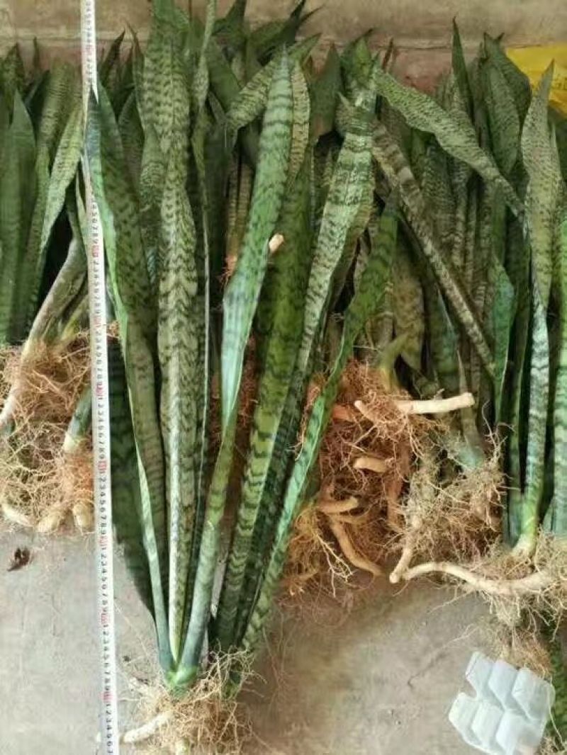 银脉虎皮兰，零售批发