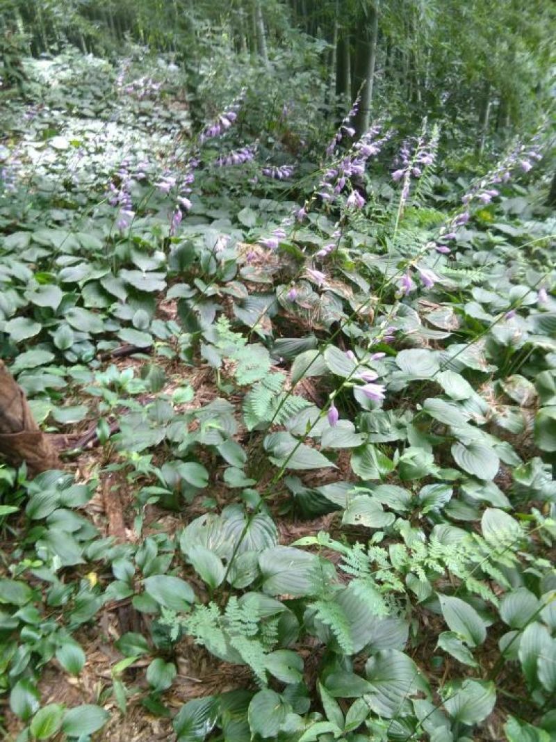 玉簪，产地直供长期大量现货供应野生玉簪紫花玉簪