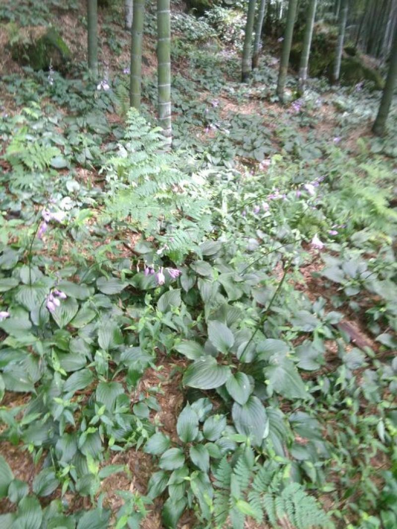 玉簪，产地直供长期大量现货供应野生玉簪紫花玉簪