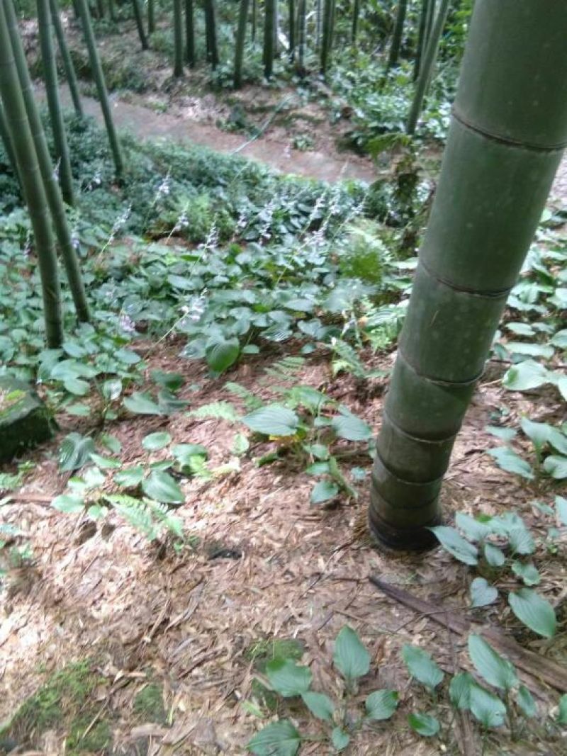 玉簪，产地直供长期大量现货供应野生玉簪紫花玉簪