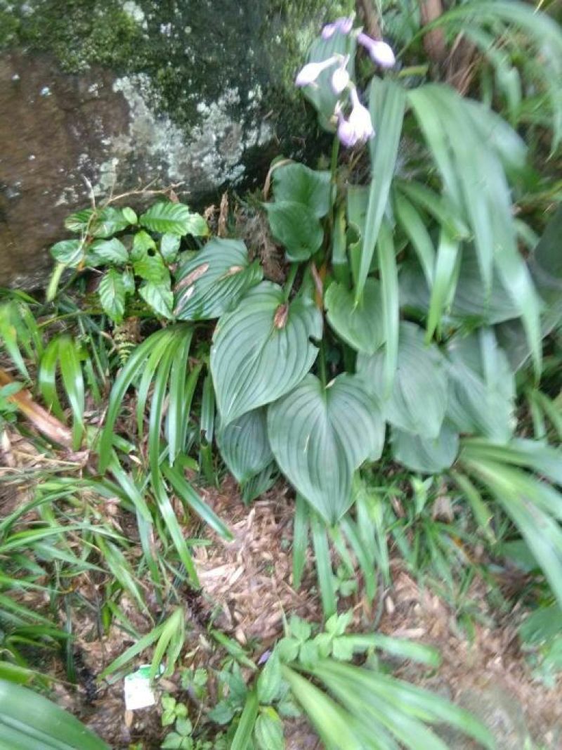 玉簪，产地直供长期大量现货供应野生玉簪紫花玉簪