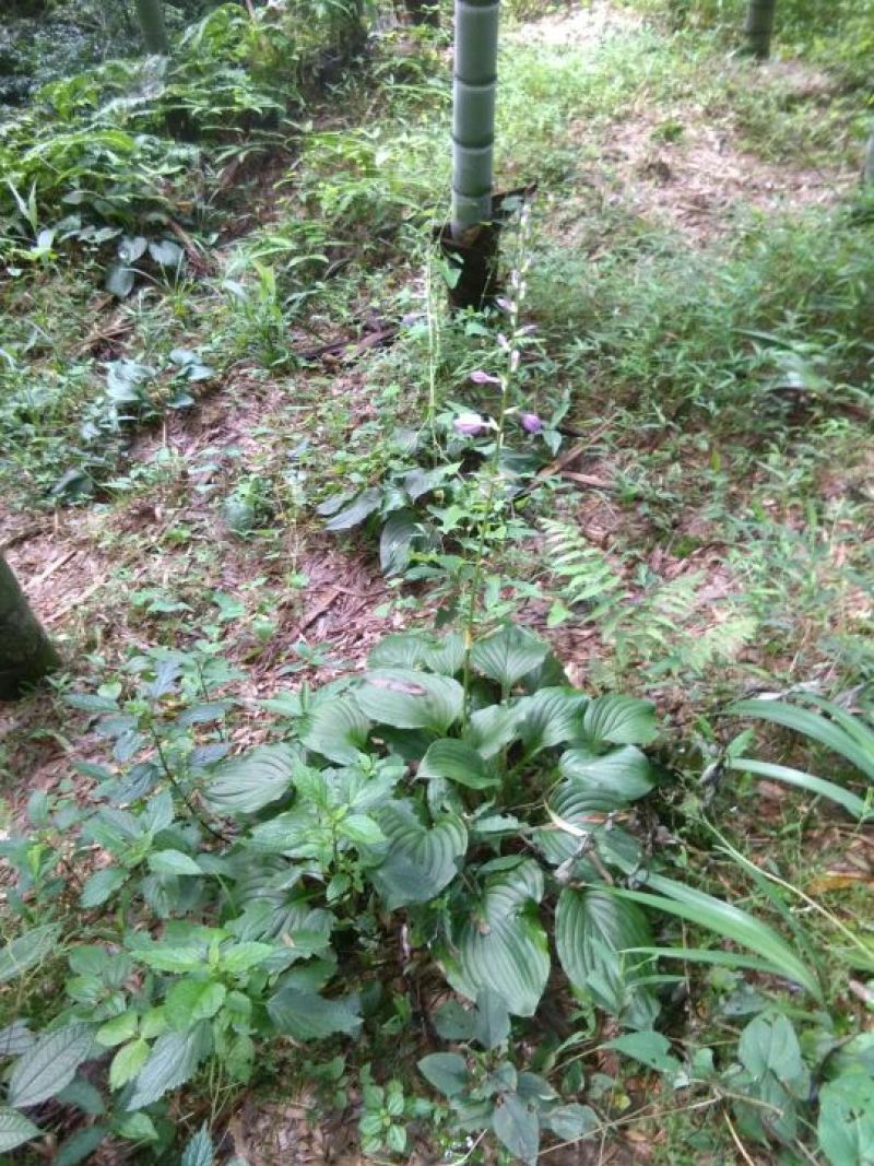 玉簪，产地直供长期大量现货供应野生玉簪紫花玉簪