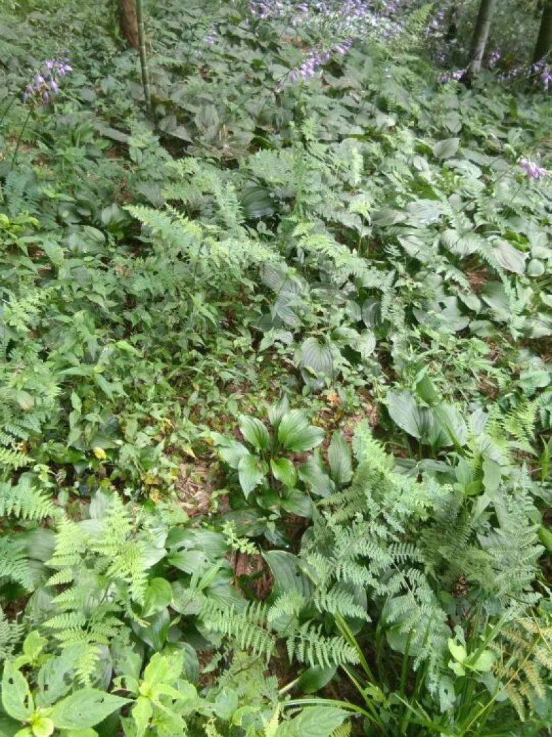 玉簪，产地直供长期大量现货供应野生玉簪紫花玉簪