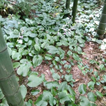 玉簪，产地直供长期大量现货供应野生玉簪紫花玉簪