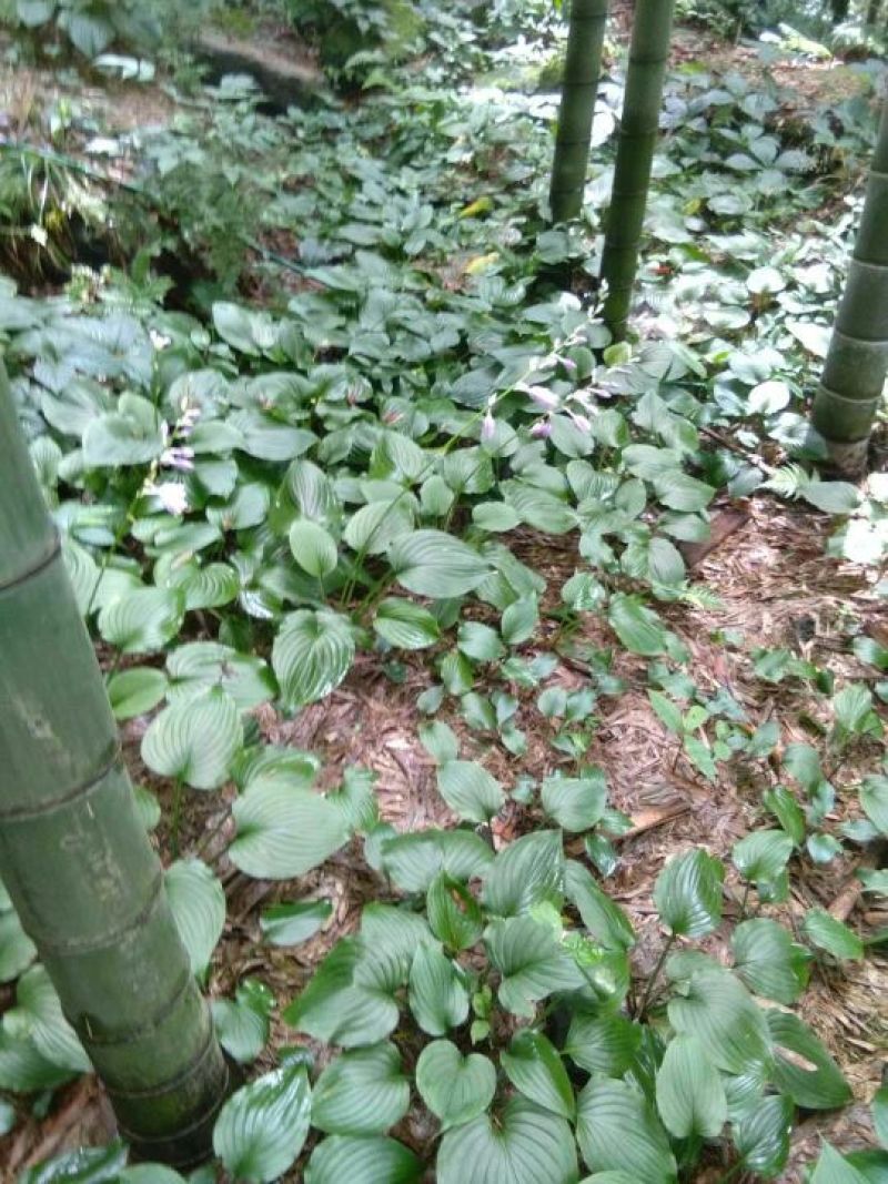 玉簪，产地直供长期大量现货供应野生玉簪紫花玉簪
