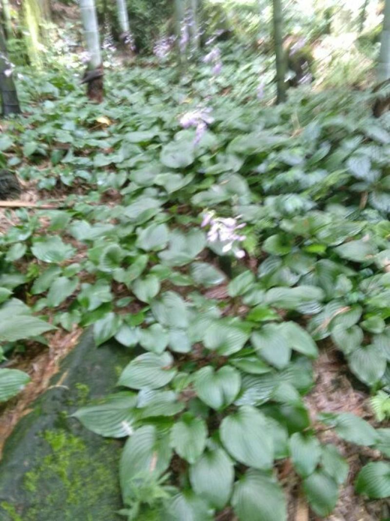 玉簪，产地直供长期大量现货供应野生玉簪紫花玉簪