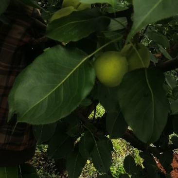 早熟梨…品种很多…有需要的老板可以来了，