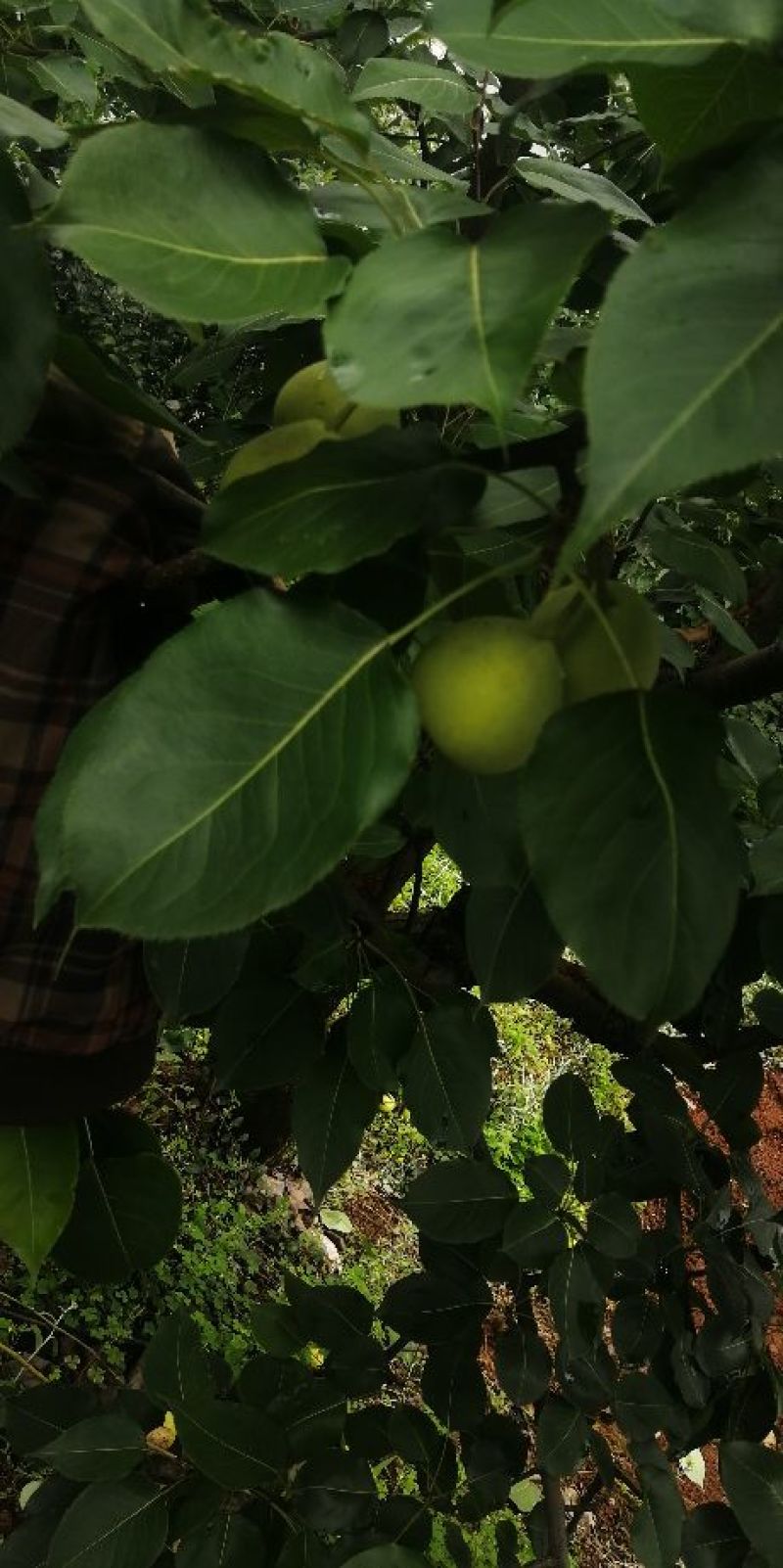 早熟梨…品种很多…有需要的老板可以来了，