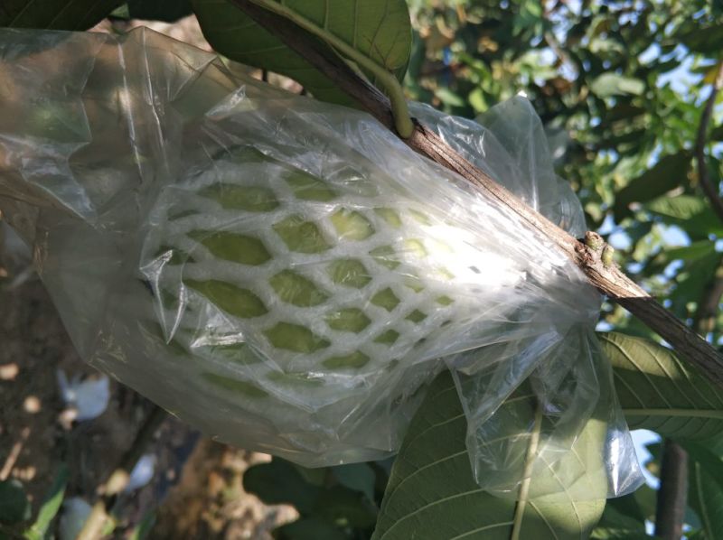 整车2万斤珍珠番石榴芭乐红肉白肉有意请致电