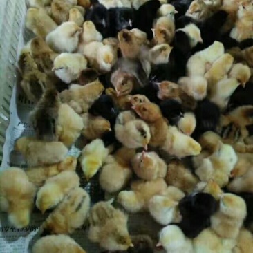麻羽高产绿皮蛋鸡苗母苗