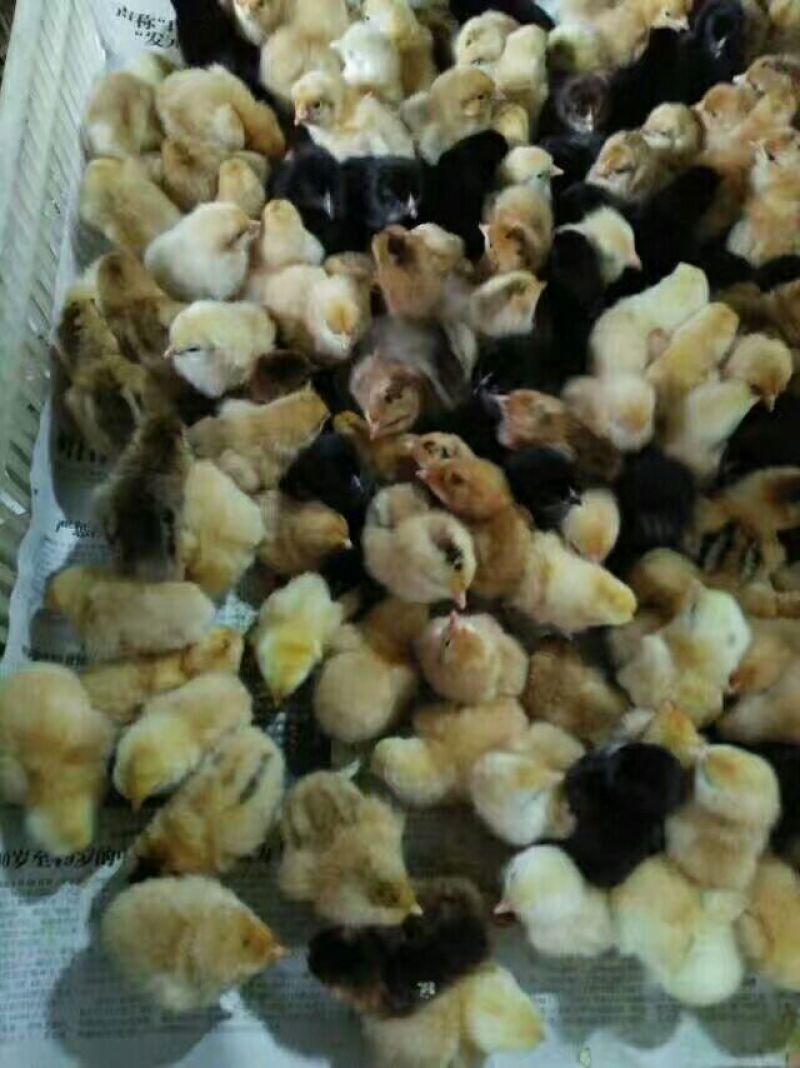 麻羽高产绿皮蛋鸡苗母苗