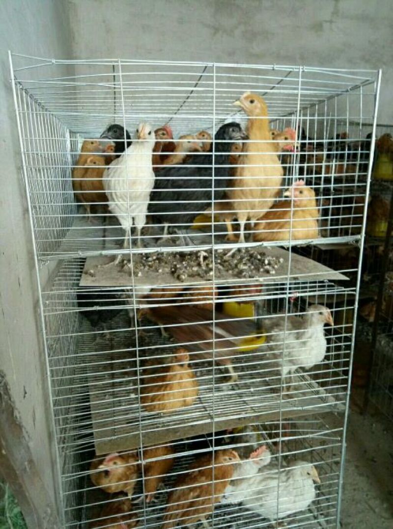 麻羽高产绿皮蛋鸡苗母苗