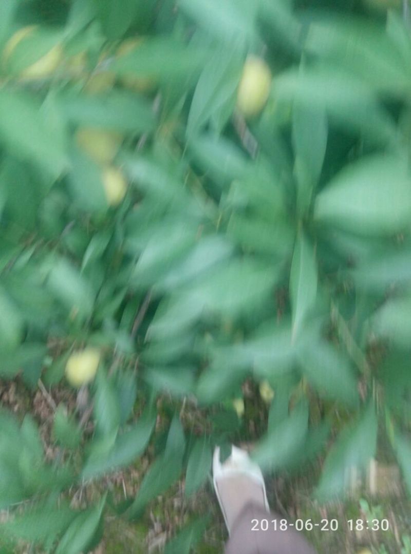 青李子