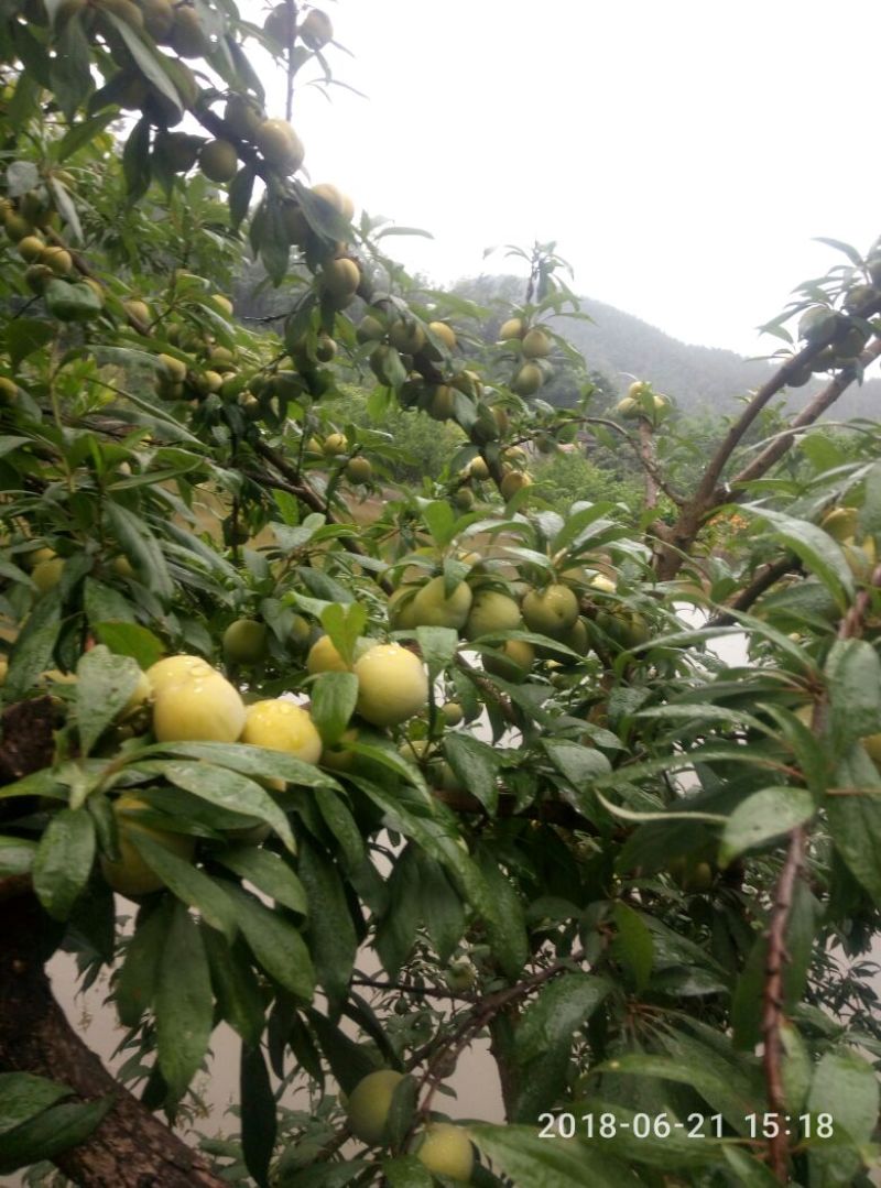青李子