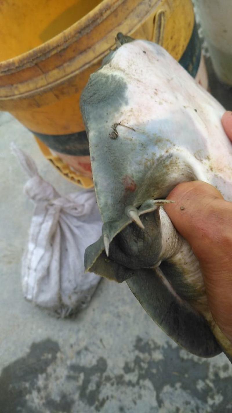 鱼鳖混养生态甲鱼3到4斤基地直供品质保证欢迎选购