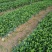 非洲茉莉插苗