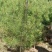 白皮松