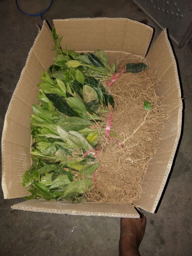 非洲茉莉插苗