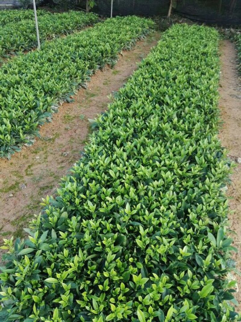 非洲茉莉插苗