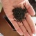 正山小种红茶