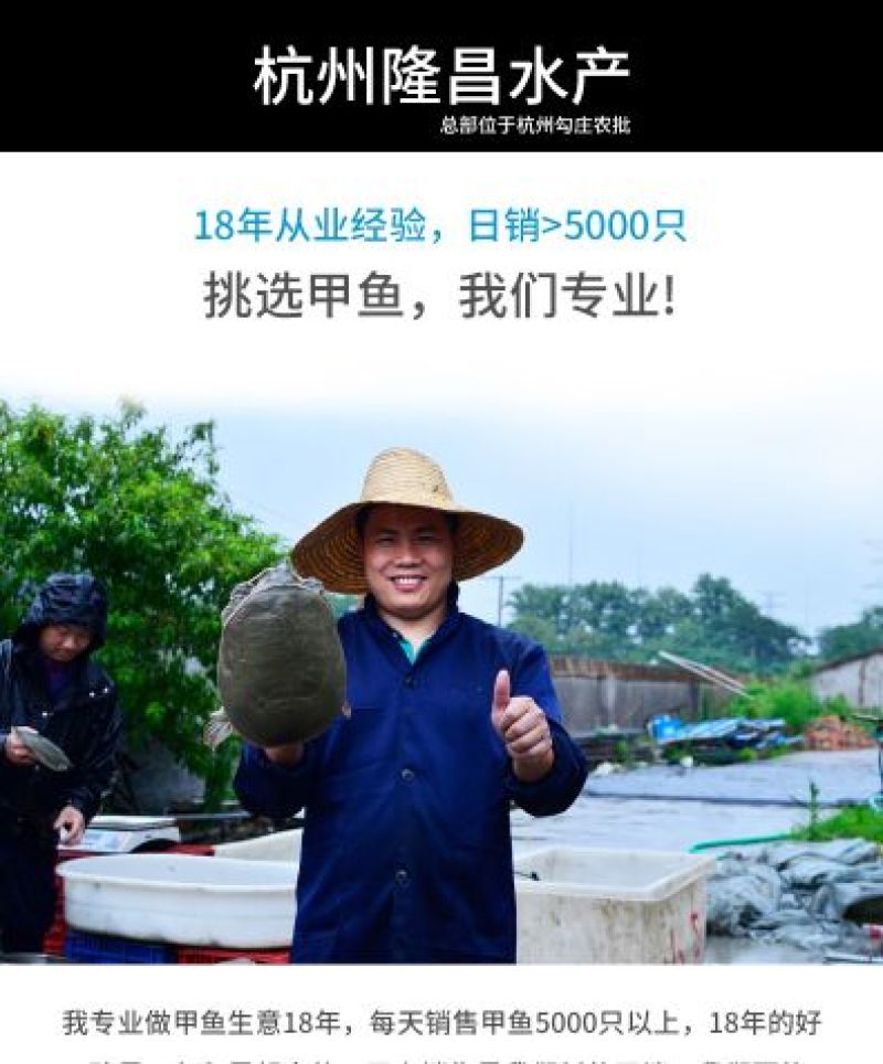 0.8-1斤甲鱼生态外塘养殖