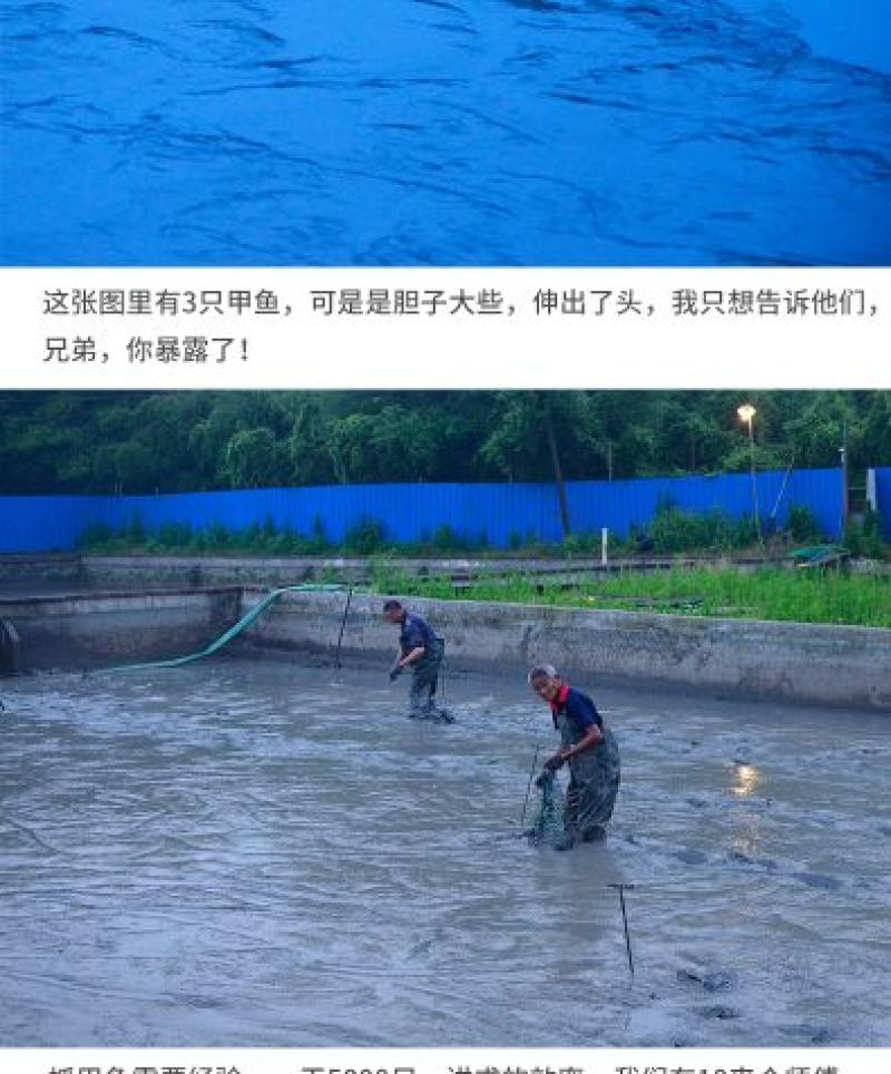 0.8-1斤甲鱼生态外塘养殖