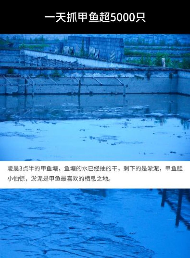 0.8-1斤甲鱼生态外塘养殖