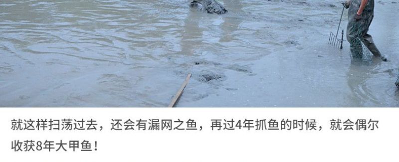 0.8-1斤甲鱼生态外塘养殖