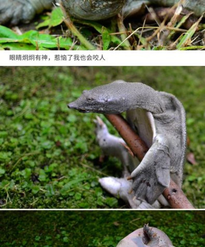 0.8-1斤甲鱼生态外塘养殖