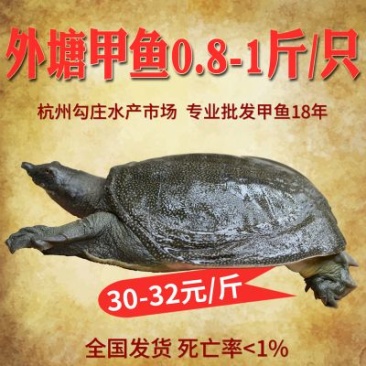 0.8-1斤甲鱼生态外塘养殖