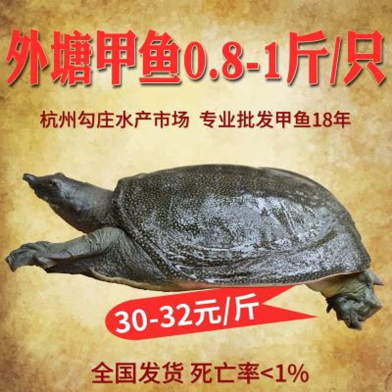 0.8-1斤甲鱼生态外塘养殖