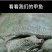 0.8-1斤甲鱼生态外塘养殖