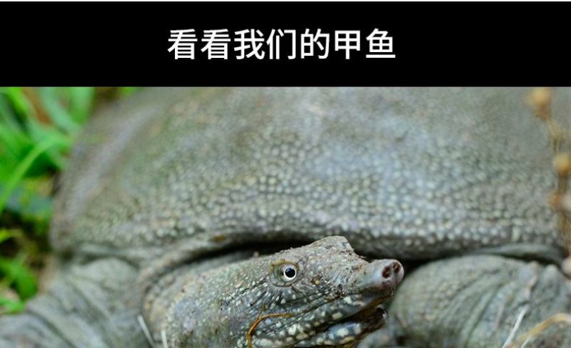 0.8-1斤甲鱼生态外塘养殖