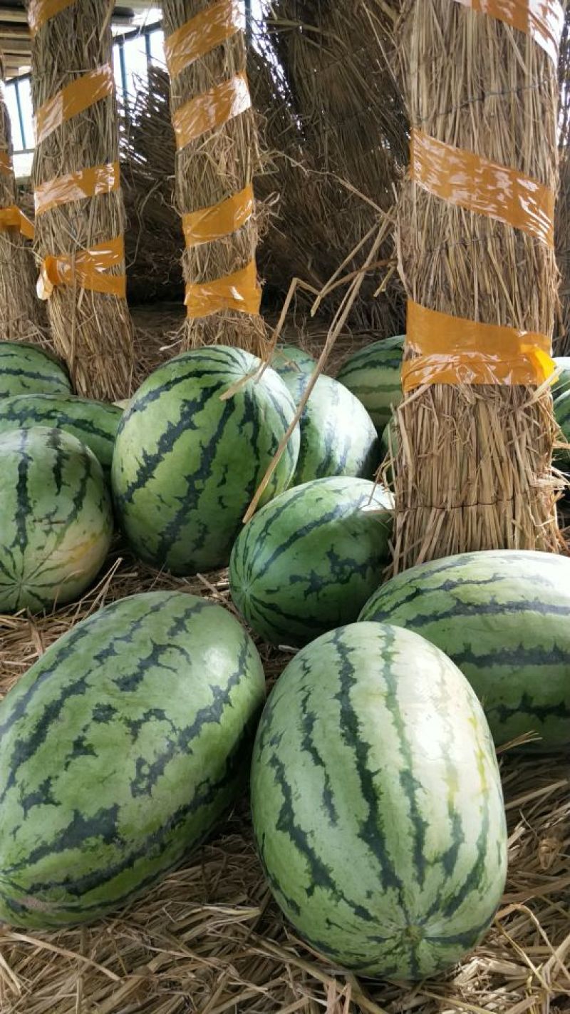 新疆吐鲁番哈密昌吉西瓜，金城五号安农二号，大量上市。