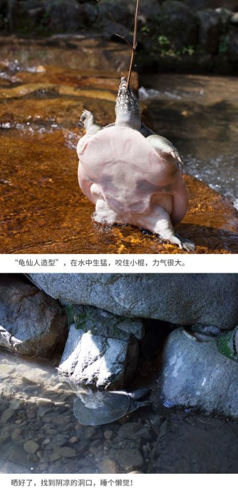 1-1.2斤外塘生态甲鱼鳖中华鳖