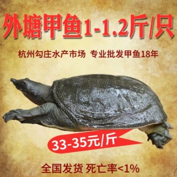 1-1.2斤外塘生态甲鱼鳖中华鳖