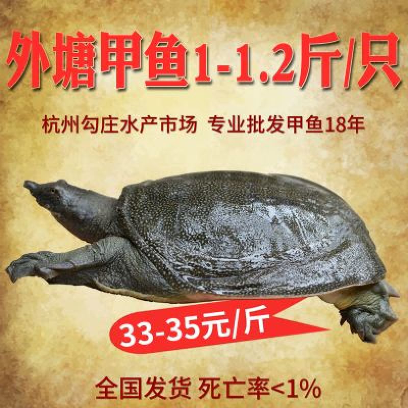1-1.2斤外塘生态甲鱼鳖中华鳖