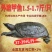 1.5-17斤外塘生态甲鱼鳖中华鳖，专业