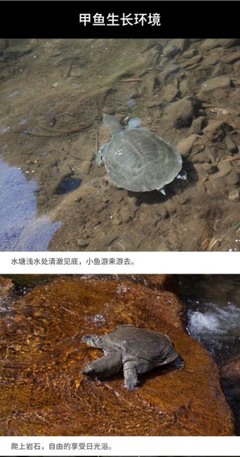 1.5-17斤外塘生态甲鱼鳖中华鳖，专业