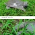 1.5-17斤外塘生态甲鱼鳖中华鳖，专业