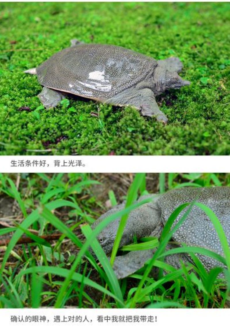 1.5-17斤外塘生态甲鱼鳖中华鳖，专业