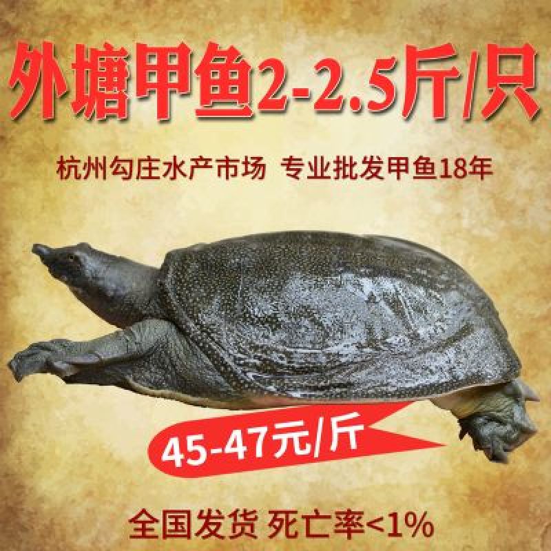 2-2.5斤外塘生态甲鱼鳖中华鳖