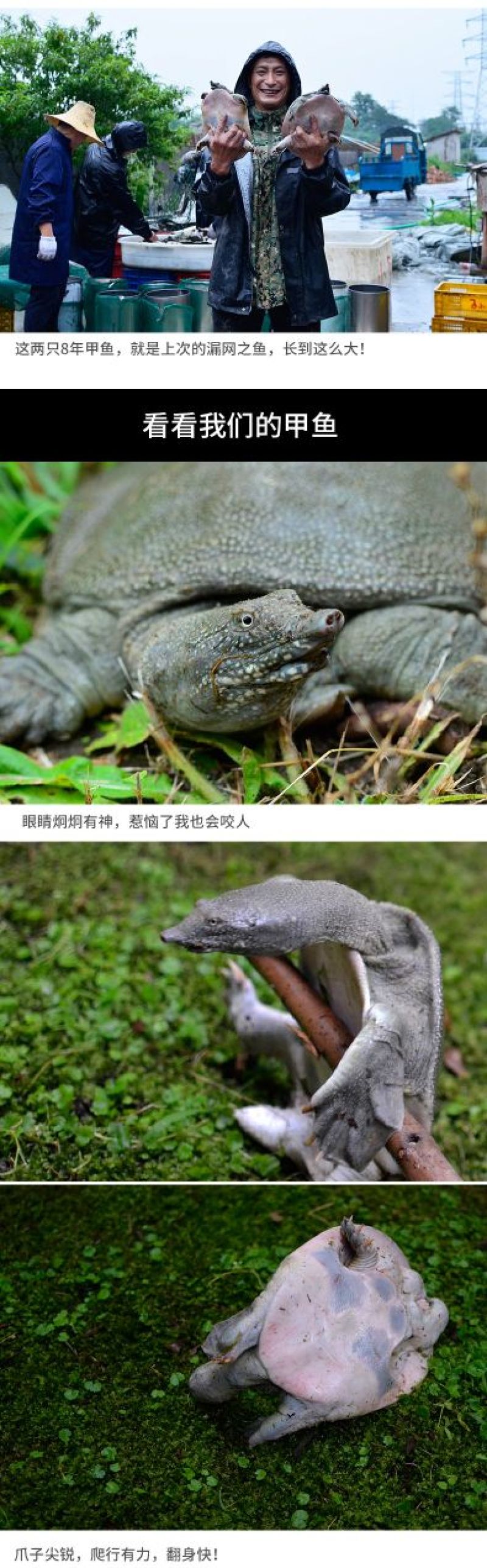 3-3.2斤外塘生态甲鱼鳖中华鳖