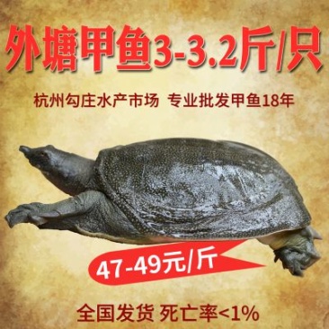3-3.2斤外塘生态甲鱼鳖中华鳖