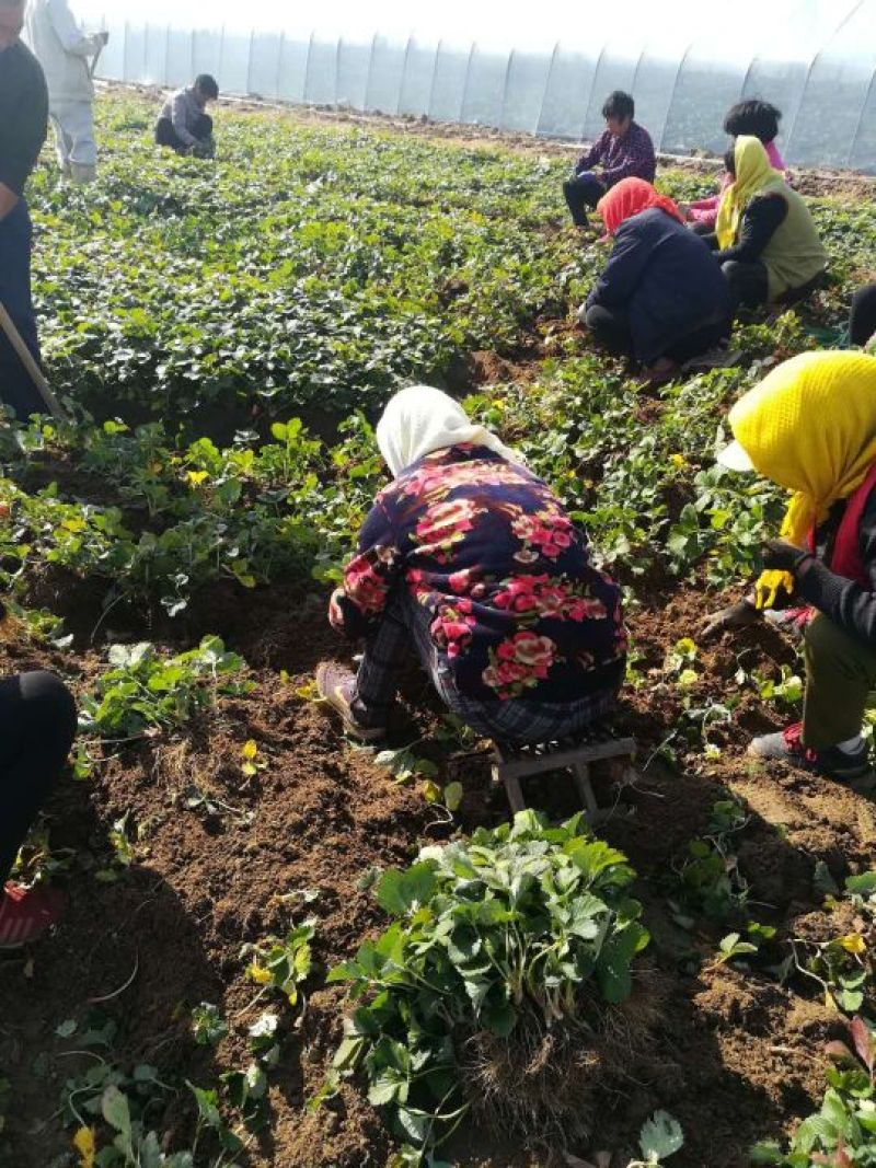 草莓苗【山东甜宝草莓苗】专业育苗基地，品种纯正保质保量